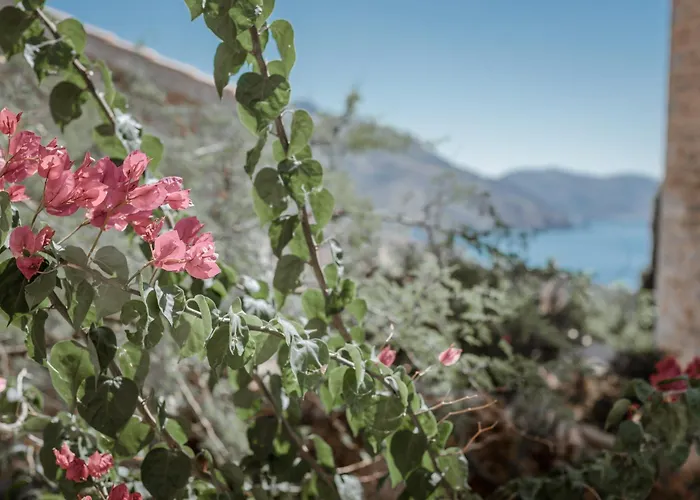 Alika Resort فندق